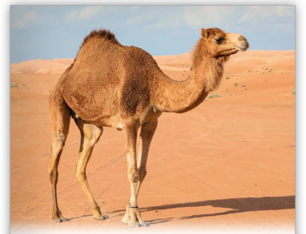 Camello